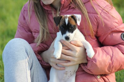 CHIOT 5 - Jack Russell Terrier