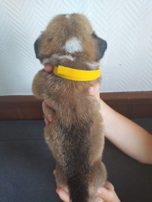 Les chiots de Welsh Corgi Pembroke
