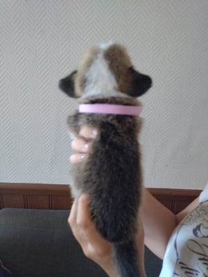 Les chiots de Welsh Corgi Pembroke