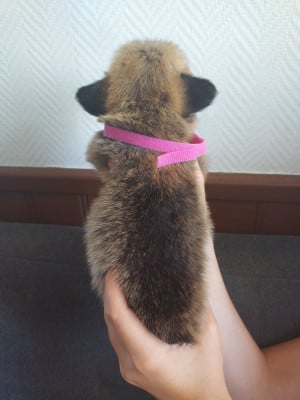 Les chiots de Welsh Corgi Pembroke