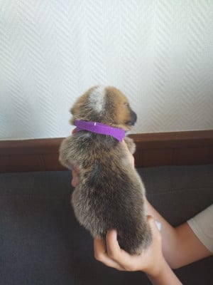 Les chiots de Welsh Corgi Pembroke