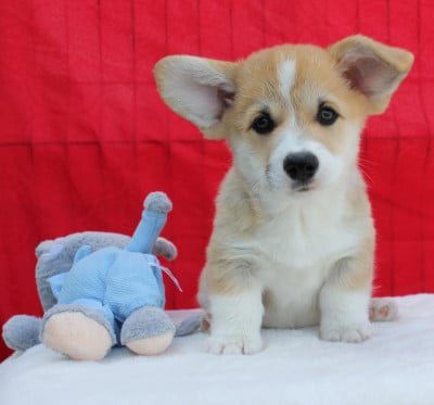 Les chiots de Welsh Corgi Pembroke
