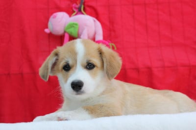 Les chiots de Welsh Corgi Pembroke