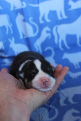 Les chiots de Welsh Corgi Pembroke