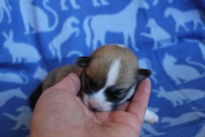 Les chiots de Welsh Corgi Pembroke