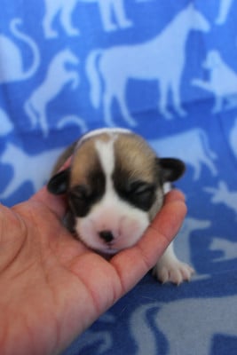 Les chiots de Welsh Corgi Pembroke