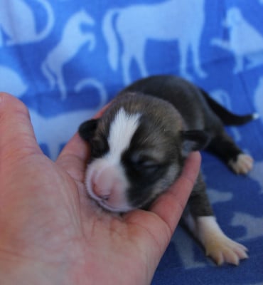 Les chiots de Welsh Corgi Pembroke