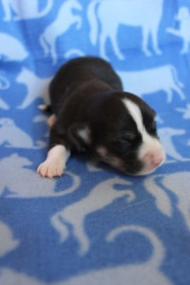 Les chiots de Welsh Corgi Pembroke