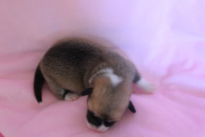 Les chiots de Welsh Corgi Pembroke