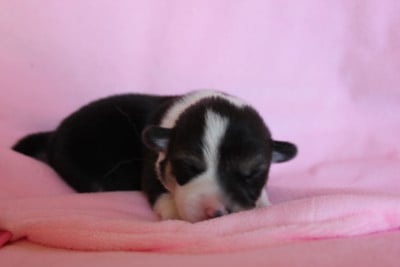 Les chiots de Welsh Corgi Pembroke