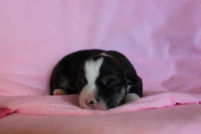 Les chiots de Welsh Corgi Pembroke