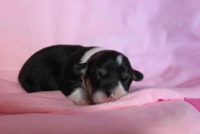 Les chiots de Welsh Corgi Pembroke