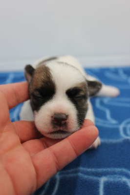 Les chiots de Jack Russell Terrier