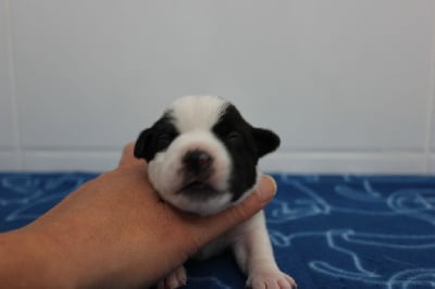 Les chiots de Jack Russell Terrier