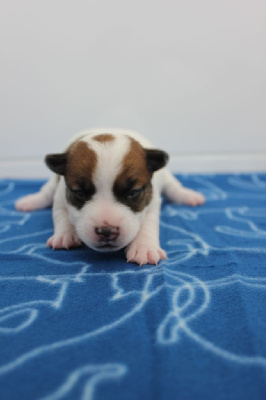 Les chiots de Jack Russell Terrier