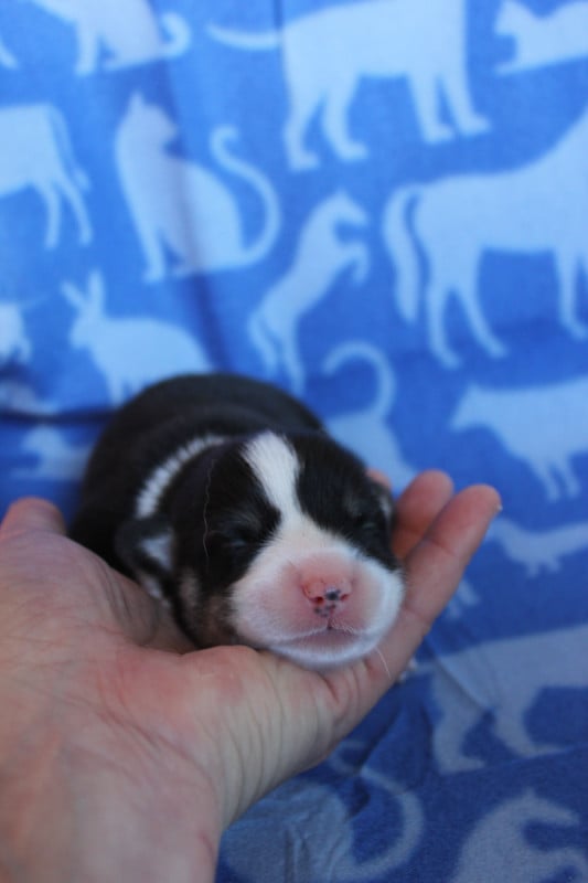 Welsh Corgi Pembroke - des Gres de Malleville