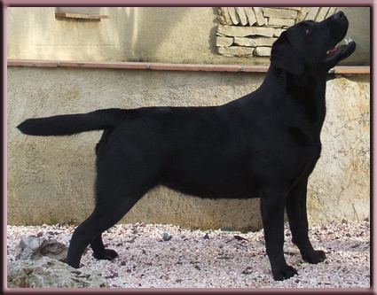 Diam's de la Plaine du Puy de Wolf - 2ème EXC R.CACS