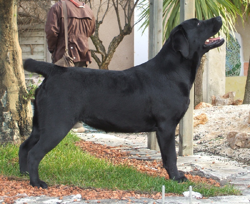 Diam's de la Plaine du Puy de Wolf - TRES PROMETTEUR