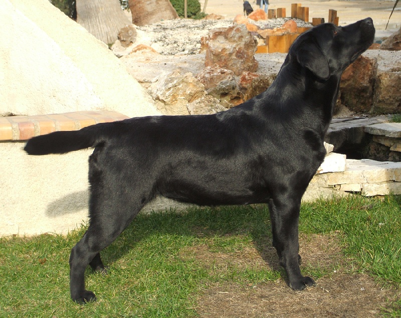 Diam's de la Plaine du Puy de Wolf - 3ème EXCELLENT