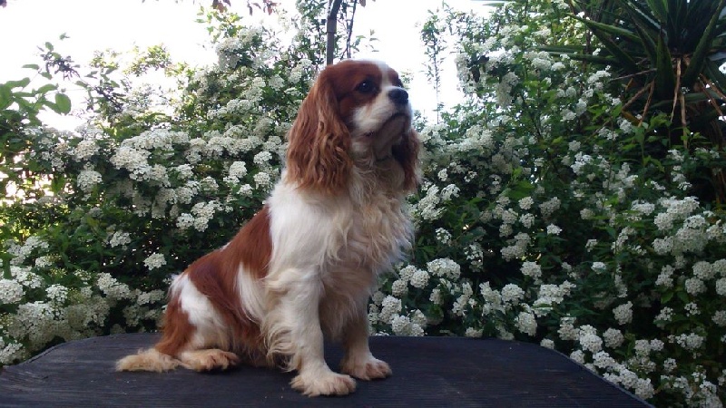 Histoire d'amour des hauts blavets