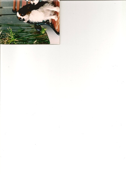 Publication : des hauts blavets Auteur : des hauts blavets