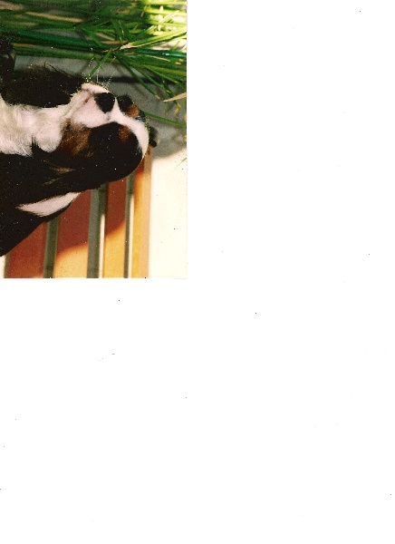 Publication : des hauts blavets Auteur : des hauts blavets