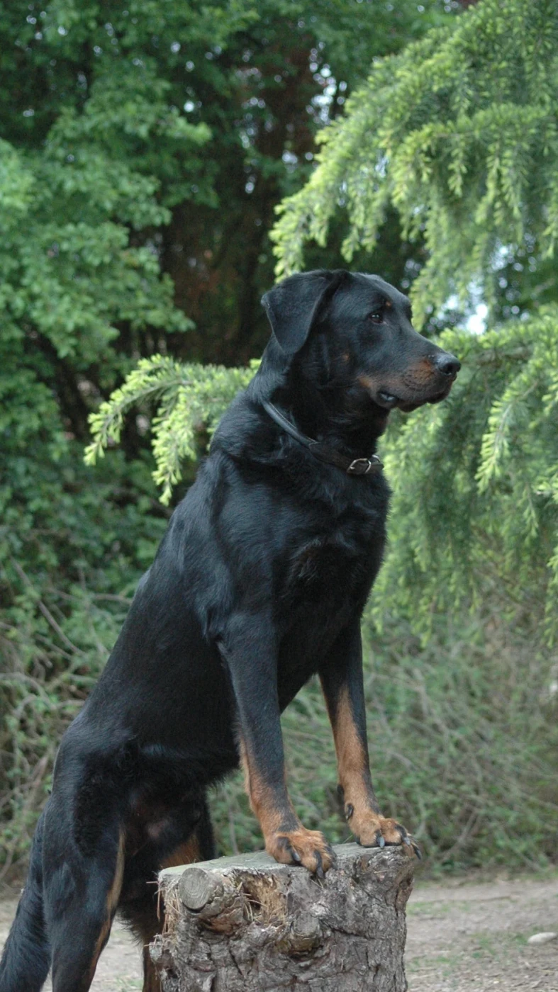 Ulyx del Castèl al Lugana