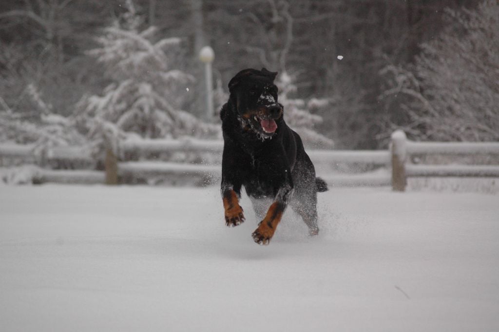 Ulyx del Castèl al Lugana