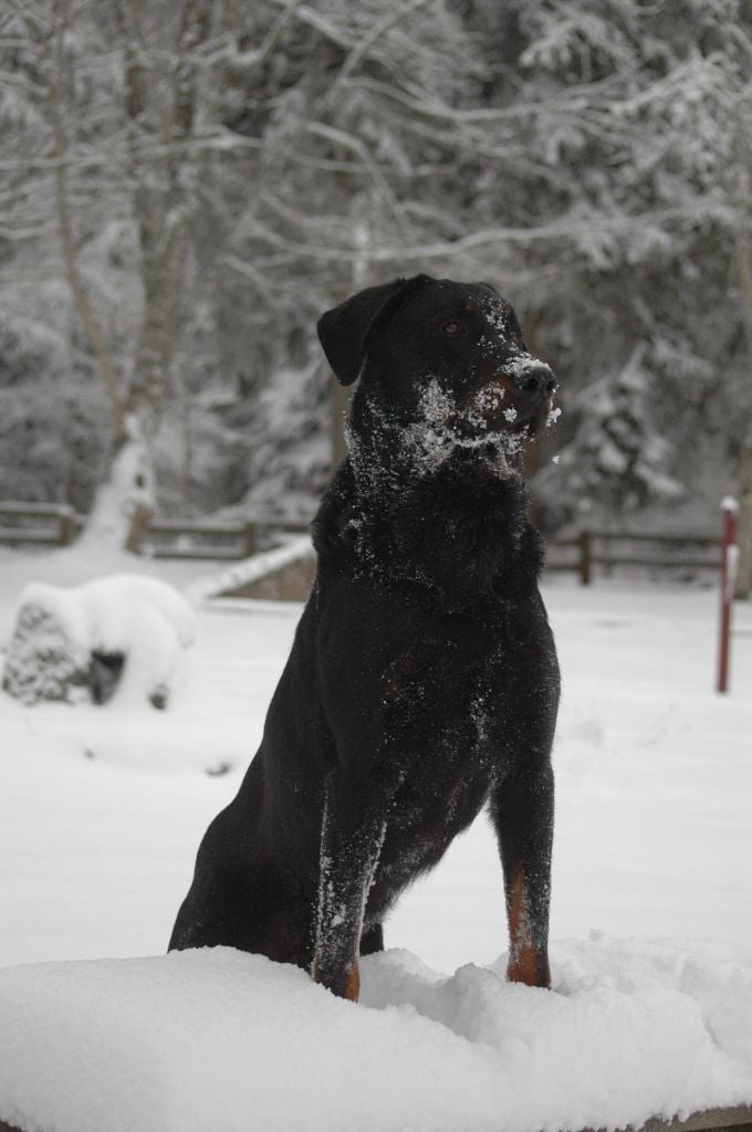 Ulyx del Castèl al Lugana