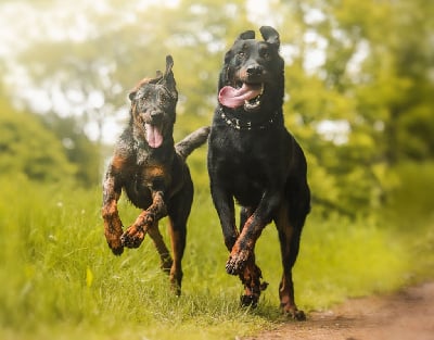 del Castèl al Lugana