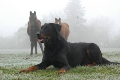 del Castèl al Lugana