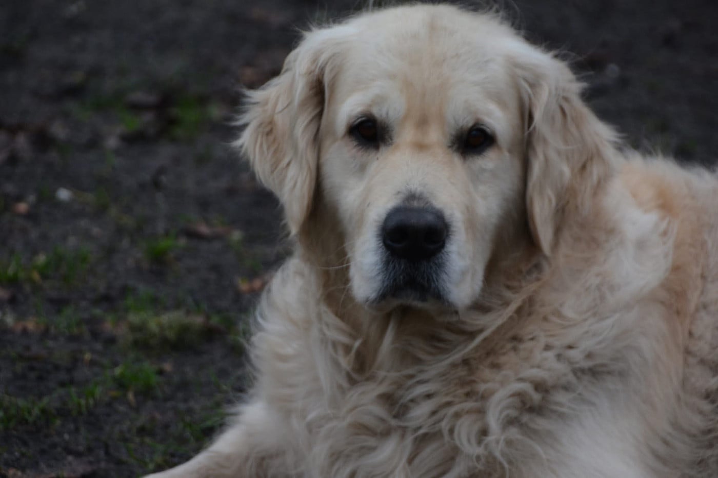 Publication : du haut de la Girauderie