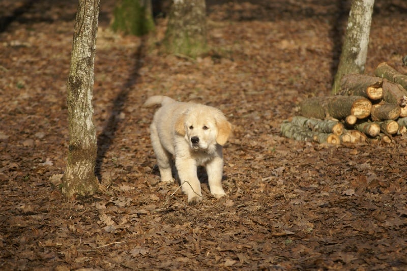 Publication : legend's girauderie of corsi Auteur : brousset jennifer
