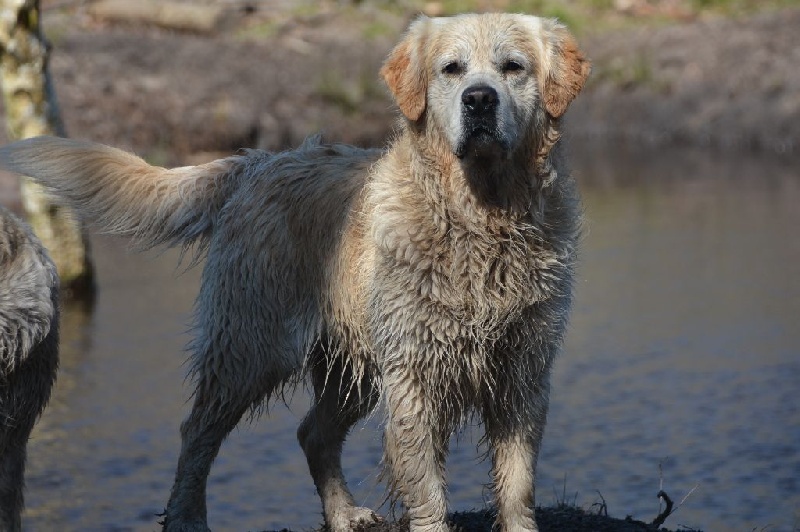 Demon du haut de la Girauderie