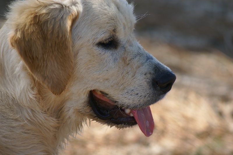 Demon du haut de la Girauderie