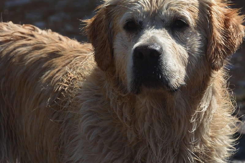 Demon du haut de la Girauderie