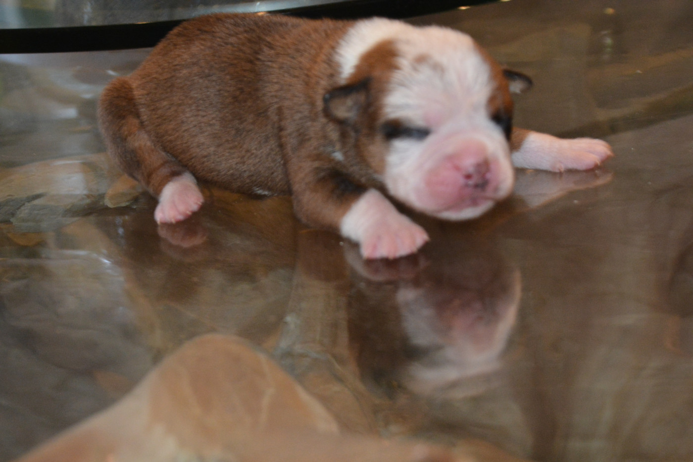 femelle fauve et blanche - Bulldog continental