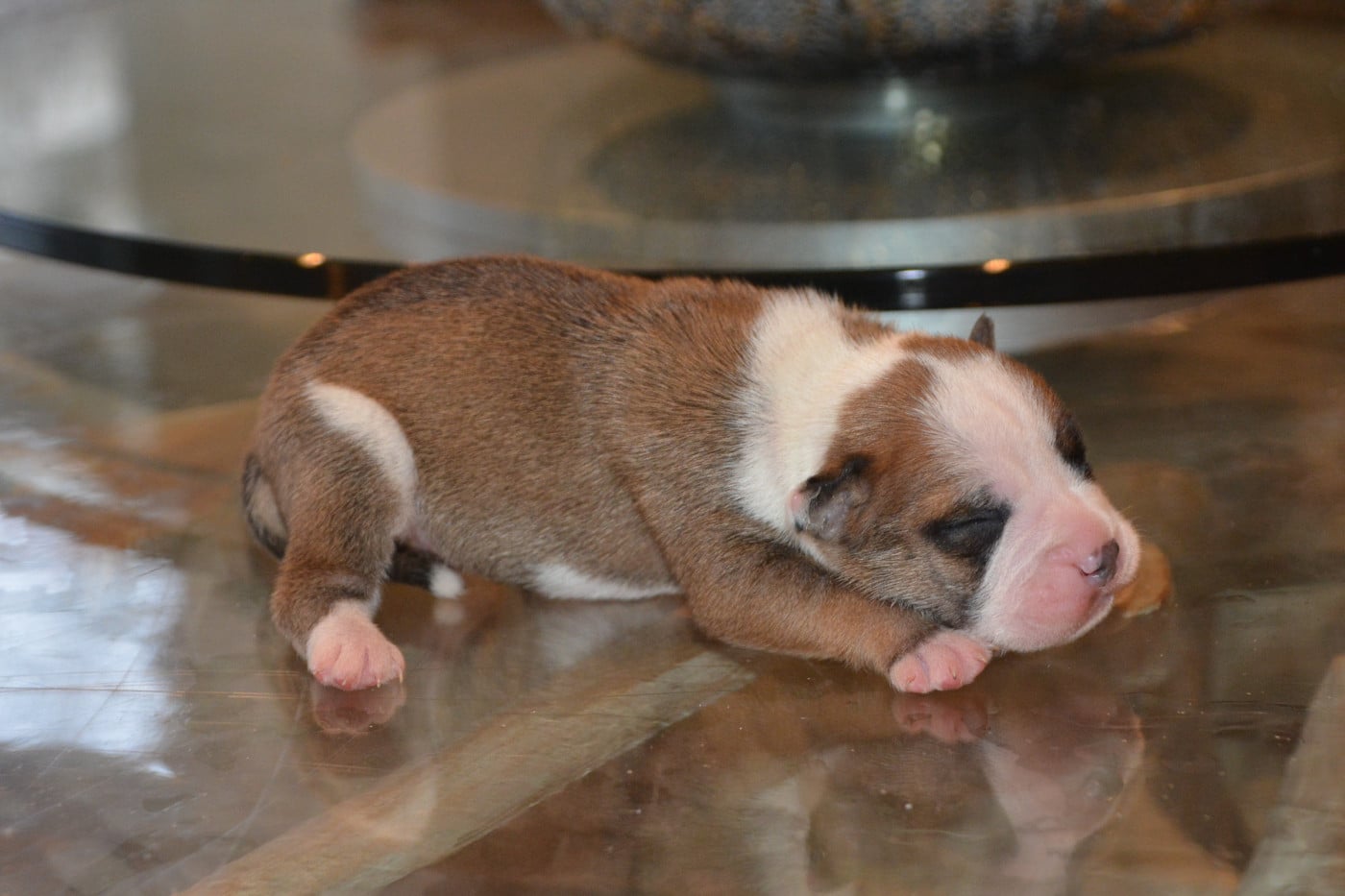 male fauve et blanc - Bulldog continental