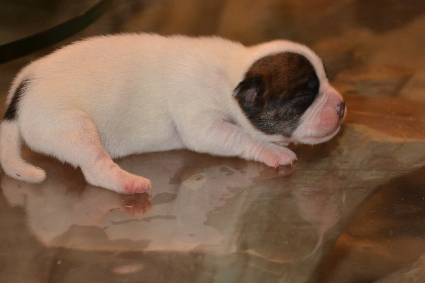male bringe et blanc - Bulldog continental
