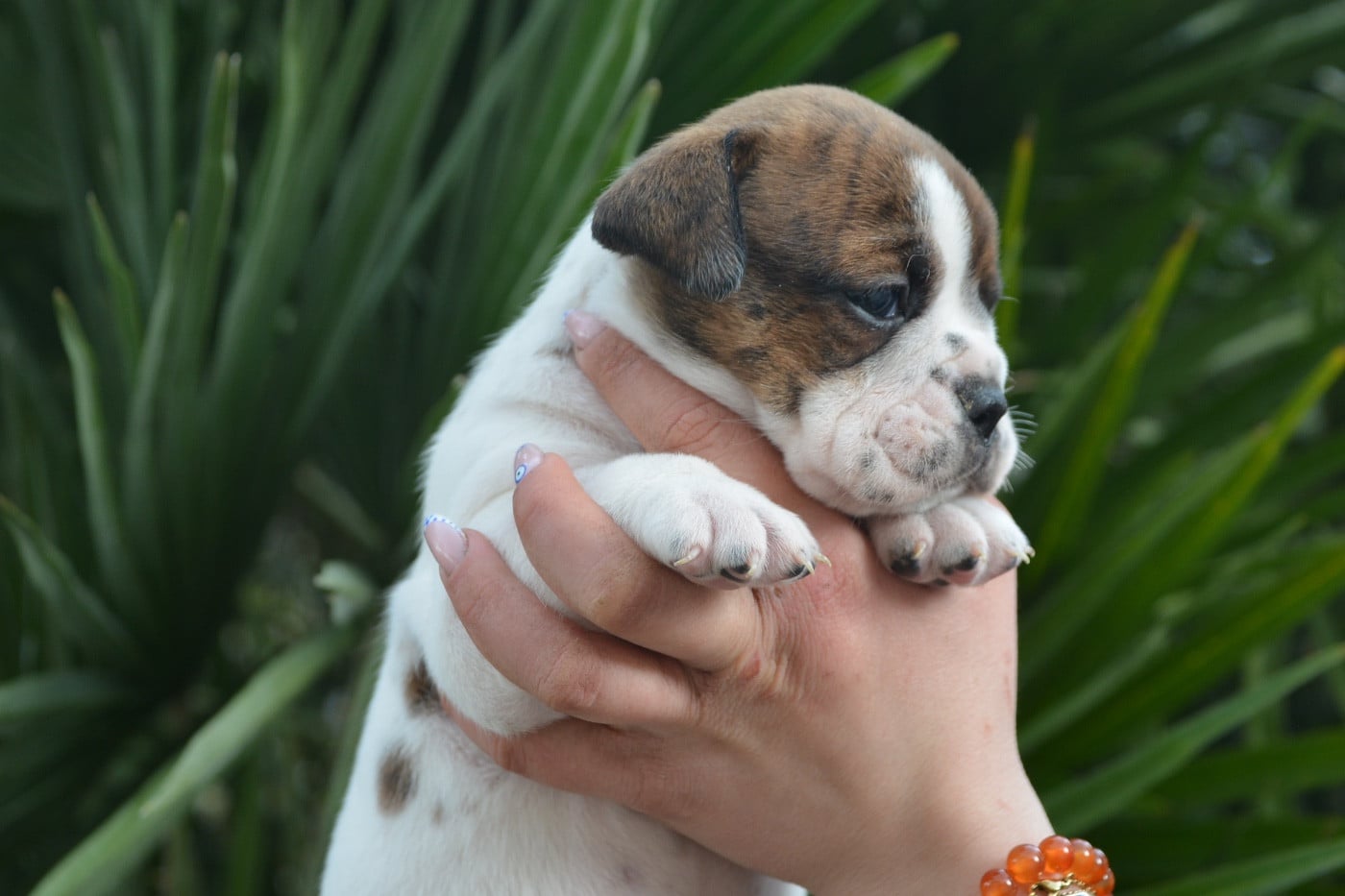 femelle bringe et blanche