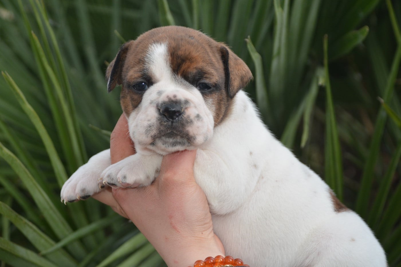 femelle bringe et blanche