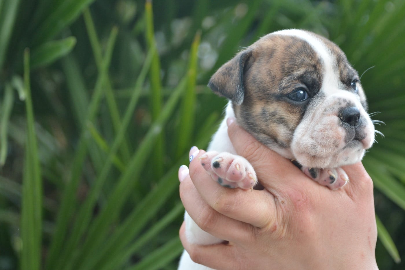 femelle bringe et blanche
