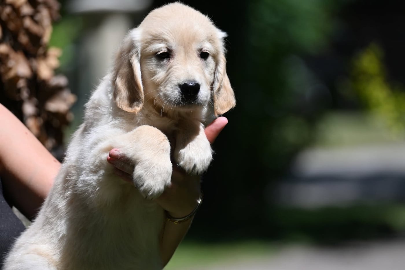 Chiot N°10 - Golden Retriever