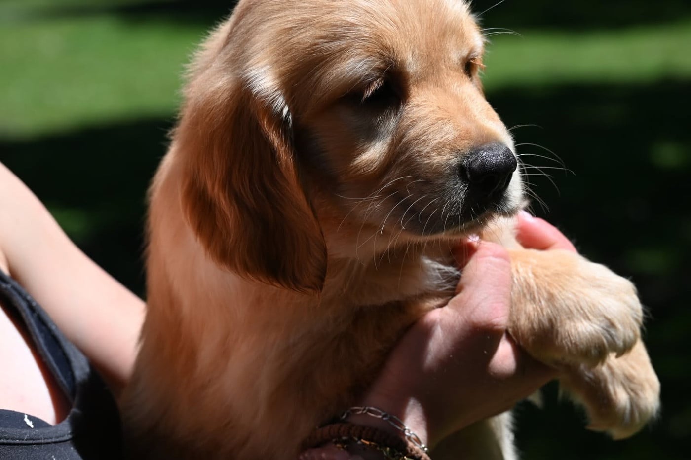 Chiot N°4 - Golden Retriever