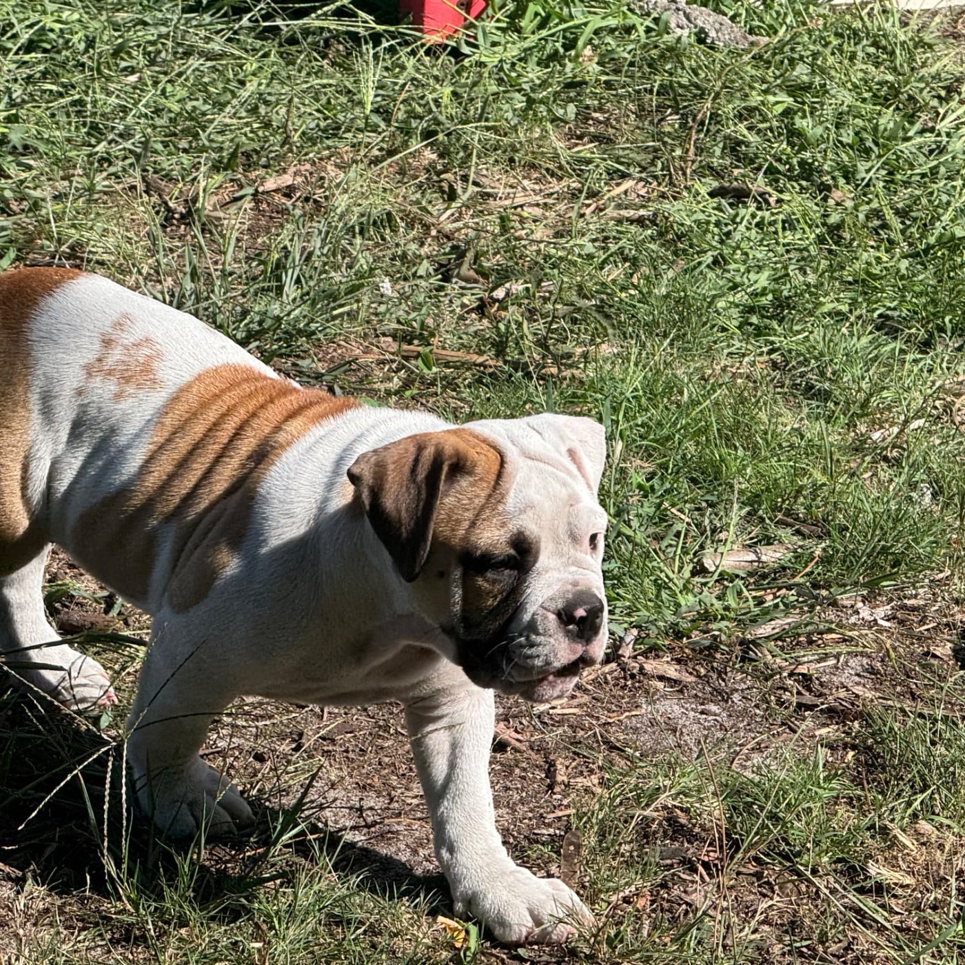 Bulldog continental - du haut de la Girauderie