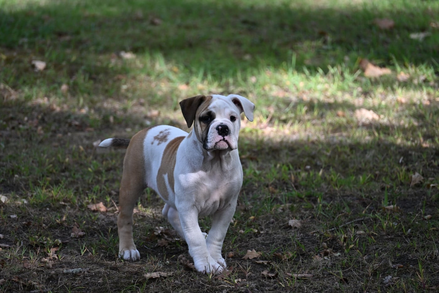 Chiot N°6 - Bulldog continental