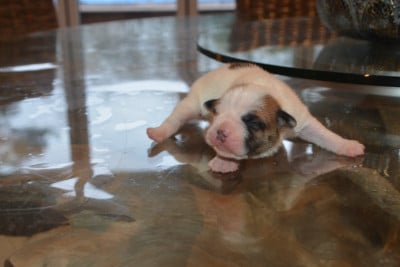 Les chiots de Bulldog continental