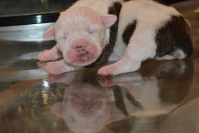 Les chiots de Bulldog continental