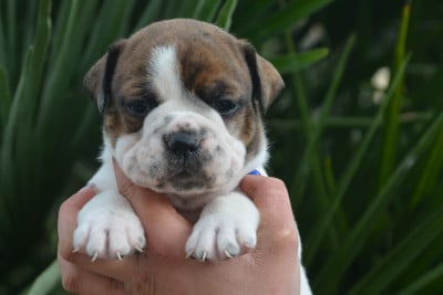 Les chiots de Bulldog continental
