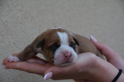 Les chiots de Bulldog continental